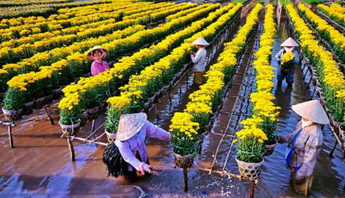 Aldeas florales de Dong Thap Muoi reciben visitas en vísperas del Tet
